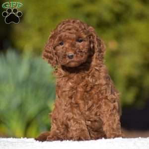 Katie, Miniature Poodle Puppy